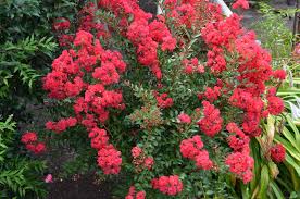 High resistance to leaf spot. Please Stop Planting Crape Myrtles