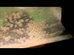 Pregnant Zebra Danio What To Look For What To Do Guide