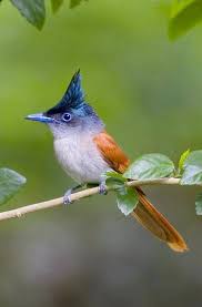 Pin By Patty Carroll On Beautiful Birds Nature Birds Animals Pet Birds