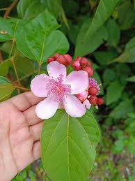 Image result for Bixaceae