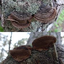 Image result for Phellinus pini