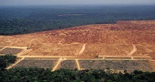 Последние твиты от amazon (@amazon). Amazonas Neuer Entwaldungsrekord Corona Pandemie Begunstigt Illegale Rodungen Im Brasilianischen Regenwald Scinexx De