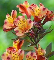 Alstroemeria Indian Summer Alstroemeria Plants Alstroemeria Flower Seedlings