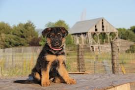 Search only for german sheppard German Shepherd Puppy Guide Pethelpful