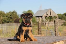 Learn more about oklahoma german shepherd rescue in tulsa, ok, and search the available pets they have up for adoption on petfinder. German Shepherd Puppies For Adoption Tips And Guides Allgshepherds