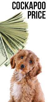 This is the price you can expect to budget for a cockapoo with papers but without breeding rights nor show quality. Cockapoo Price How Much To Expect To Pay For Your Puppy