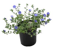 Image result for Evolvulus