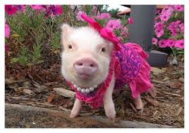 Image result for pigs