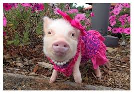 Image result for pigs