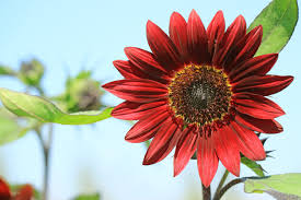 May 03, 2020 · flowers that look like sunflowers sunflowers, with their bright yellow petals and dark, central cones, are some of the most iconic flowers in the american landscape. Sunflower Varieties Kellogg Garden Organics