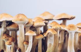 Image result for Psilocybin