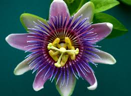 Buy passion flower herbal supplements online from healthy planet canada at a discounted price (up to 50% off). Scent Sensibility The Passion Flower Huffpost Life