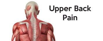 Jul 03, 2018 · the nervous system of the thorax is a vital part of the nervous system as a whole, as it includes the spinal cord, peripheral nerves, and autonomic ganglia that communicate with and control many vital organs. Upper Back Pain Solution For Real