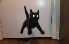 Cursed Cat Meme Lift your spirits with funny jokes, trending memes, entertaining gifs, inspiring stories, viral videos, and so much more. 3840x2160 wallpaper 4k