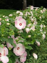 Maybe you would like to learn more about one of these? Love The Big Bold Flowers Of Hardy Hibiscus Hibiscus Moscheutos Dinner Plate Sized Flowers Adorn The Plants Through L Hardy Hibiscus Hibiscus Plant Hibiscus