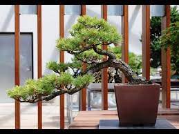 Bonsai tree zokei made to individual order by the customer. How To Care For Cedar Bonsai Basic Bonsai Tree Care