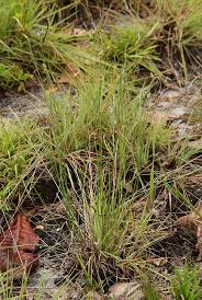 Image result for Wahlenbergia subaphylla