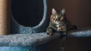Photo Votre chat le mérite : cet arbre à chat XXL avec griffoir niche et jouet ...