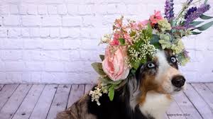 Learn how to make easy tissue paper flowers, as well as different methods for cutting the petals to create four unique styles. Diy Flower Crown For Your Dog Go Dog Nashville