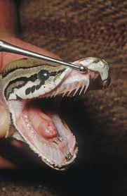 They tend to breed once every other year. Boa Constrictor Teeth