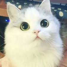 Explore and share the best cute cat gifs and most popular animated gifs here on giphy. Stream Cute Cat Music Listen To Songs Albums Playlists For Free On Soundcloud
