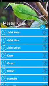 Sedangkan untuk burung jalak kebo betina adalah memiliki bulu yang berwarna hitam di bagian sayap dan kepala yang cenderung memudar. Master Kicau Jalak Kebo Juara Latest Version Apk Androidappsapk Co