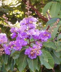 Image result for Lagerstroemia speciosa
