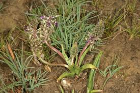 Image result for Ledebouria luteola