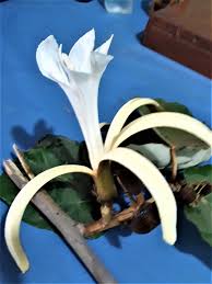 Image result for Sclerochiton hirsutus