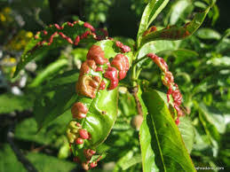 Jaký postřik na kadeřavost broskvoně? Přemýšlet o něm bychom měli již teď!