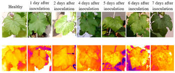 Image result for peronospora grapevine