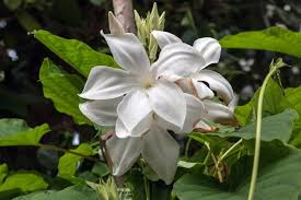 Image result for Mandevilla laxa