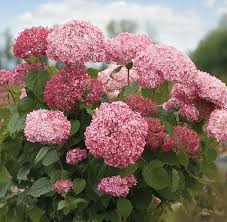 Image result for Xyris elegantula