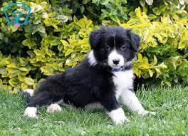We did not find results for: Rainbow Border Collie Puppy For Sale Keystone Puppies