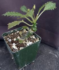 Image result for Dorstenia schliebenii