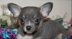 Blue Chihuahua