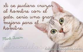 Continua leyendo nuestro articulo para que conozcas todo sobre esta novela. Citas Y Frases Celebres Sobre Gatos Genes De Gato La Loca De Los Gatos