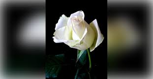 Obituary information for Lowell Lyndon Roark, Jr.