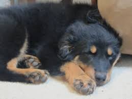 Black And Tan Australian Shepherd English Shepherd My Black And Tan English Shepherd Boo English Shepherd Dogs Animals