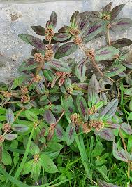 Image result for Euphorbia hirta