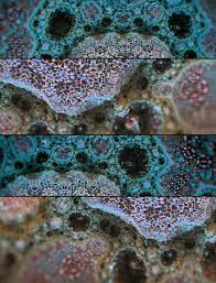 Adam Torczynski Saliva Of Squid Nature In Cgi Animation Reference Saliva Squid
