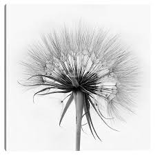 Dandelion silhouette against sunset brian jackson. Black And White Dandelion Canvas Art Print Kirklands