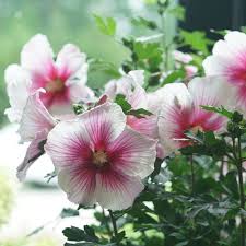 Image result for Hibiscus pusillus