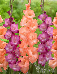 Image result for Gladiolus hollandii