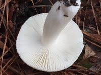 Image result for Russula perlactea