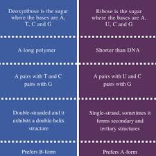 Pdf Difference Between Dna And Rna