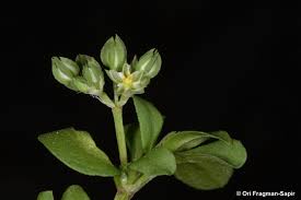 Image result for Polycarpon tetraphyllum