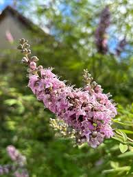 Image result for Vitex