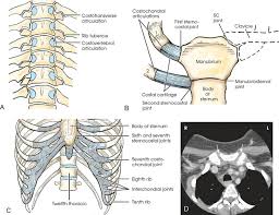 2 the middle of three distinct divisions in an insect. Bony Thorax Radiology Key