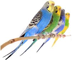 Beautiful green yellow parakeets male and female $50 each or $100 for pair. How Can You Tell If A Parakeet Is Male Or Female Findersfree Com